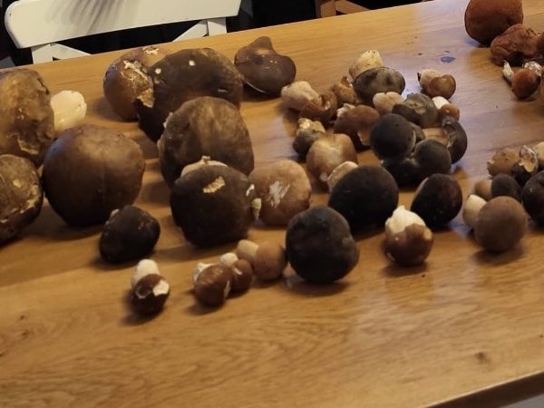 Des bolets de toutes tailles posés sur un plan de travail en bois