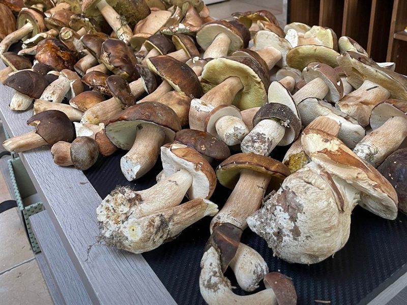 Une grosse récolte de bolets à pied clair et chapeau brun, étalée sur une table
