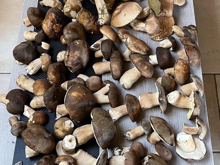 Des dizaines de bolets alignés sur une table, chapeaux bruns et pieds blancs