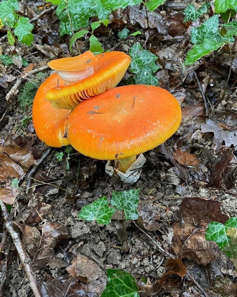 Amanite à chapeau orange en sous-bois ; à la base du pied, une volve blanche en forme de poche