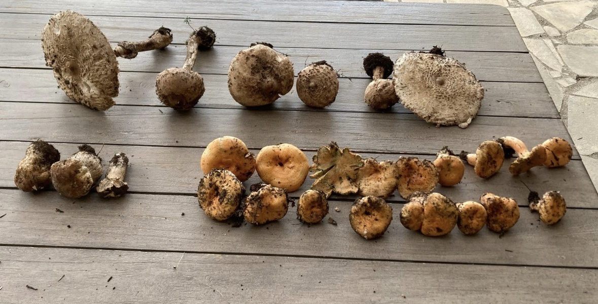 Une cueillette étalée sur une table, triée en deux rangées : de grands champignons à chapeau écailleux en haut, des champignons orangés en bas